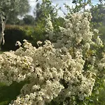 Lejlighed Alto Giardino Zambrone