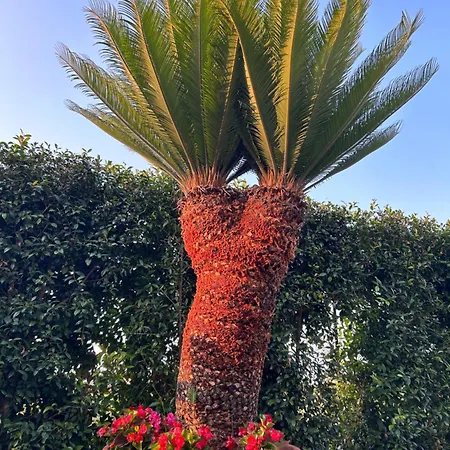 Apartment Alto Giardino Zambrone