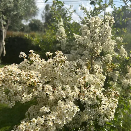 Apartment Alto Giardino Zambrone