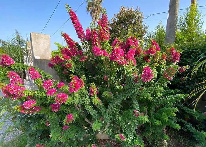 Alto Giardino * Zambrone