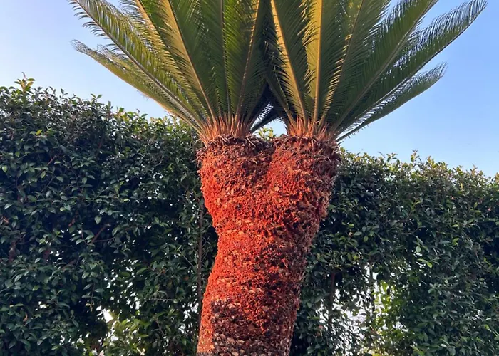 Apartamento Alto Giardino Zambrone