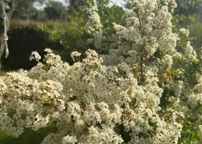 דירה Alto Giardino זמברונה