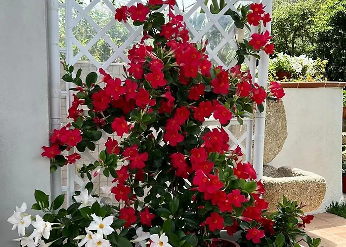 Alto Giardino Zambrone